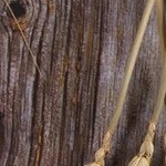 Un pedazo de crepa de pizza sobre un plato blanco en una mesa de madera