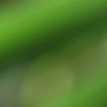 Vaso de jugo de aloe vera, decorado con una rama de aloe vera sobre una mesa de madera