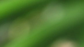 Vaso de jugo de aloe vera, decorado con una rama de aloe vera sobre una mesa de madera