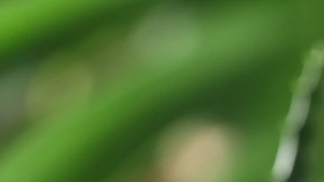 Vaso de jugo de aloe vera, decorado con una rama de aloe vera sobre una mesa de madera