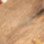 mermelada de tocineta