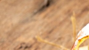 mermelada de tocineta