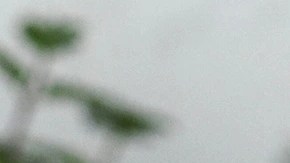 Bolas de sorbete de papaya en una copa de cristal decorado con mentas