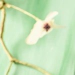 Rosewater pistacho cheesecake