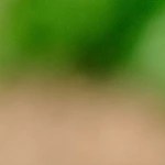 Sorbete de vino tinto con frutos secos del bosque en copas de cristal sobre una mesa blanca