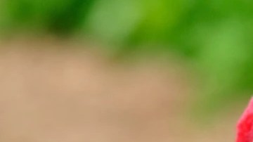 Sorbete de vino tinto con frutos secos del bosque en copas de cristal sobre una mesa blanca