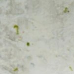 sorbete de margarita