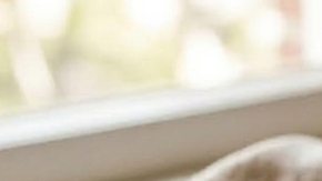 arepa de chicharrón