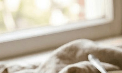 arepa de chicharrón