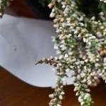 Paté de cerdo con nueces en un plato blanco