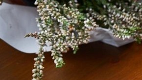 Paté de cerdo con nueces en un plato blanco