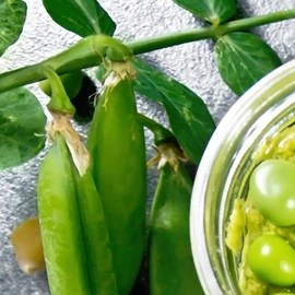 Paté de habas sobre unas tostadas de pan