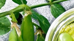 Paté de habas sobre unas tostadas de pan