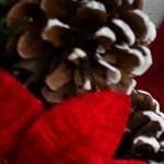 Ensalada de maíz salteado con pollo