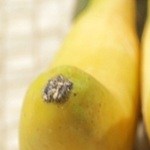 Buñuelo de platano venezolanos