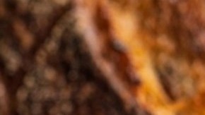 Paté de bogavante