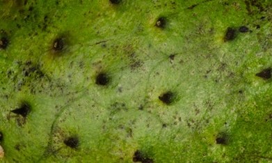 sorbete de guanabana
