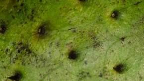 sorbete de guanabana
