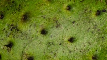 sorbete de guanabana