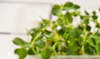 Gazpacho sin gluten