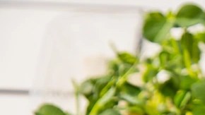 Gazpacho sin gluten