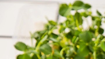 Gazpacho sin gluten