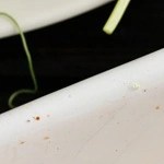 halloumi con miel picante
