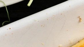 halloumi con miel picante