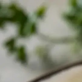 Salsas para acompañar pechuga de pollo