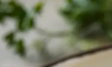 Salsas para acompañar pechuga de pollo