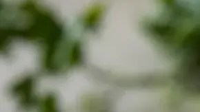 Salsas para acompañar pechuga de pollo