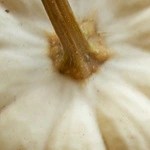 tortilla de calabaza